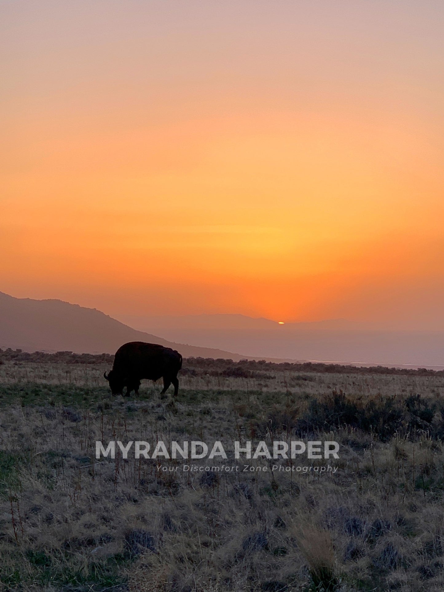 Buffalo - Print