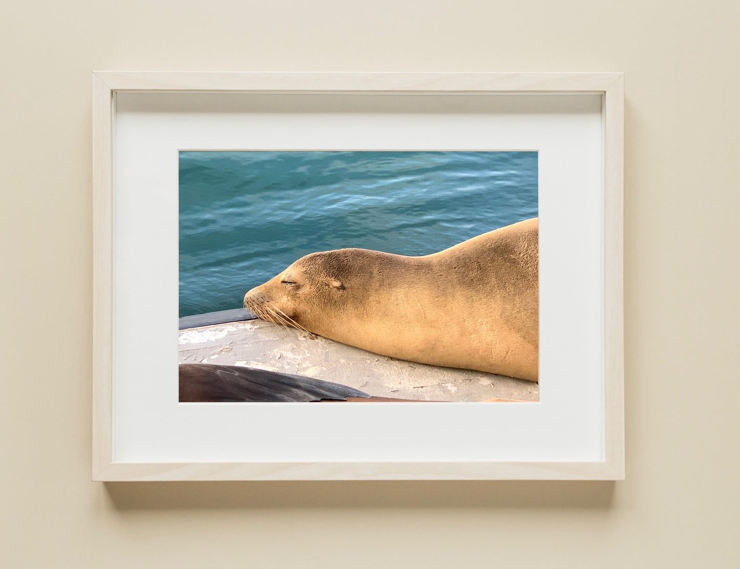 Sea Lion - Print