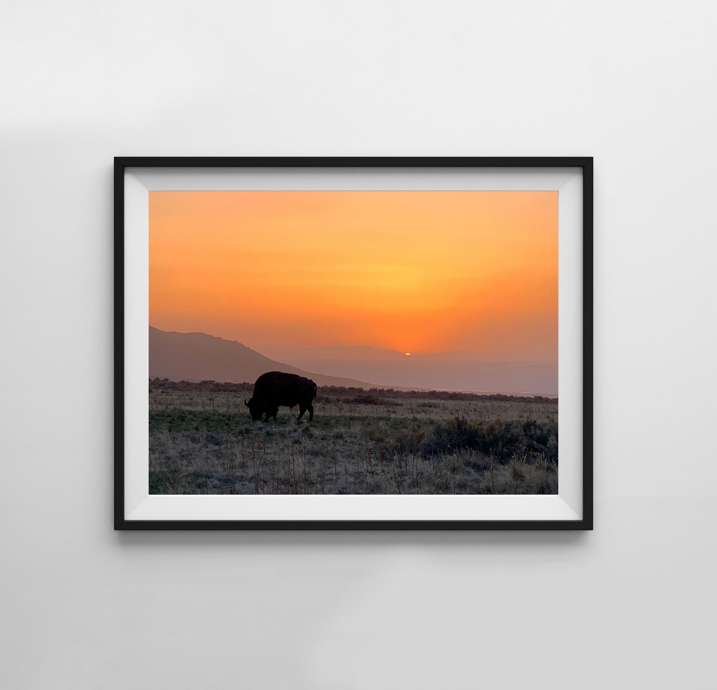 Buffalo - Print