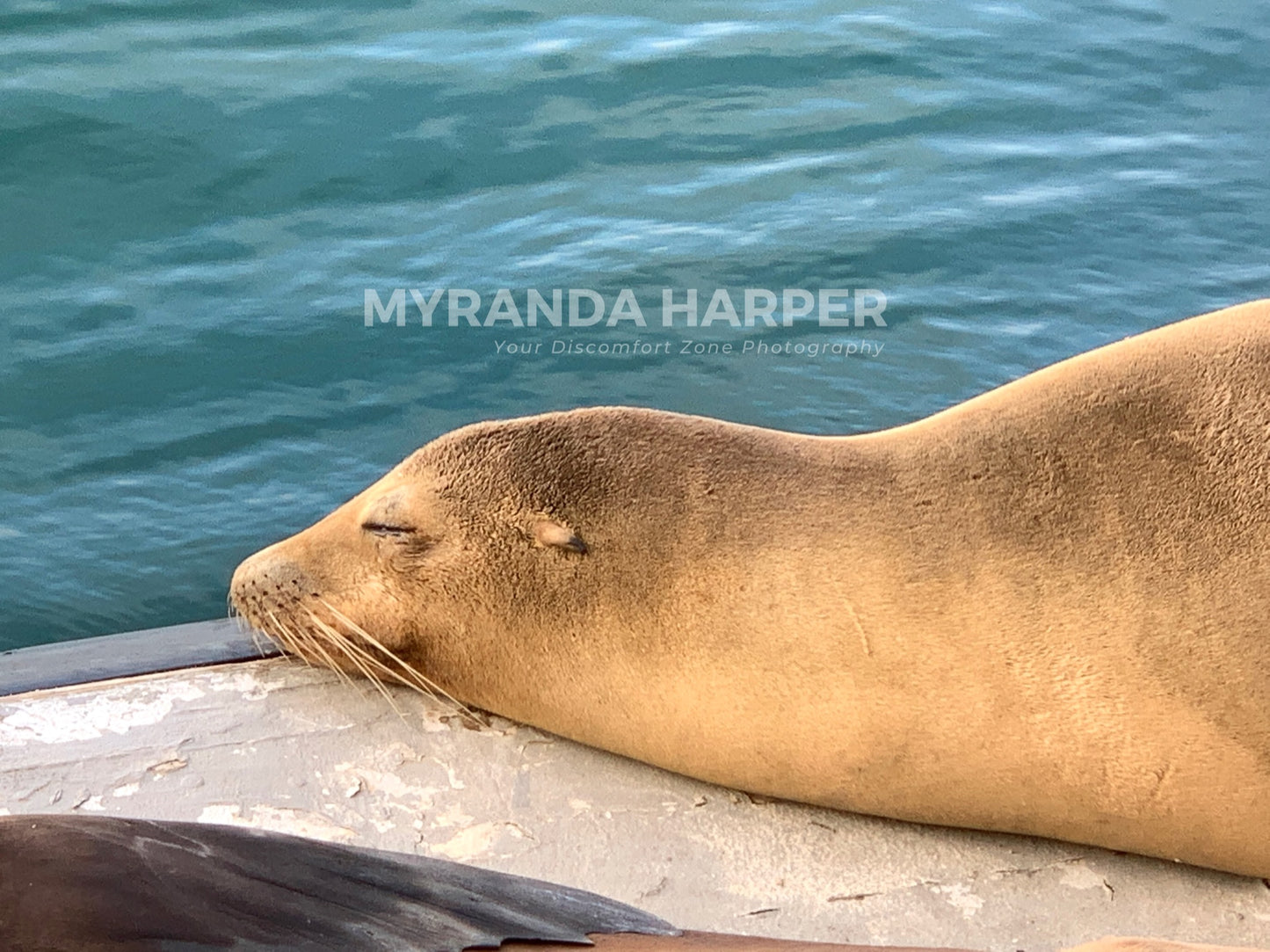 Sea Lion - Print