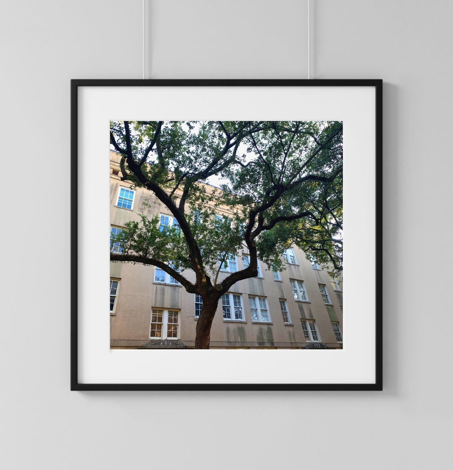 Savannah Tree - Print