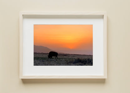 Buffalo - Print