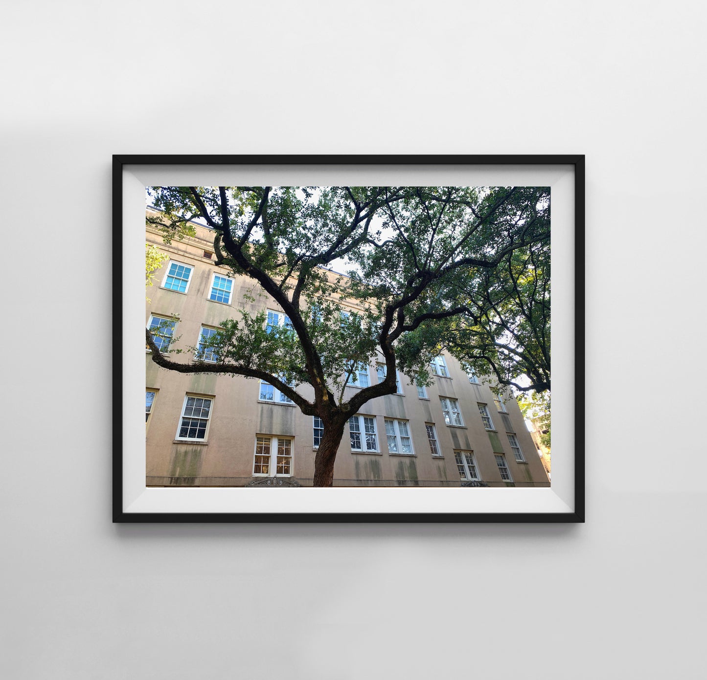 Savannah Tree - Print