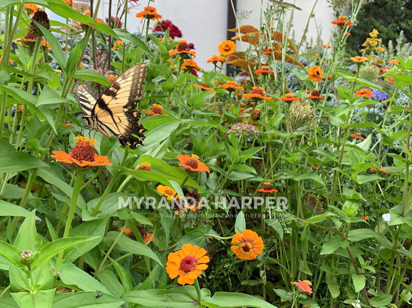 Butterfly - Print