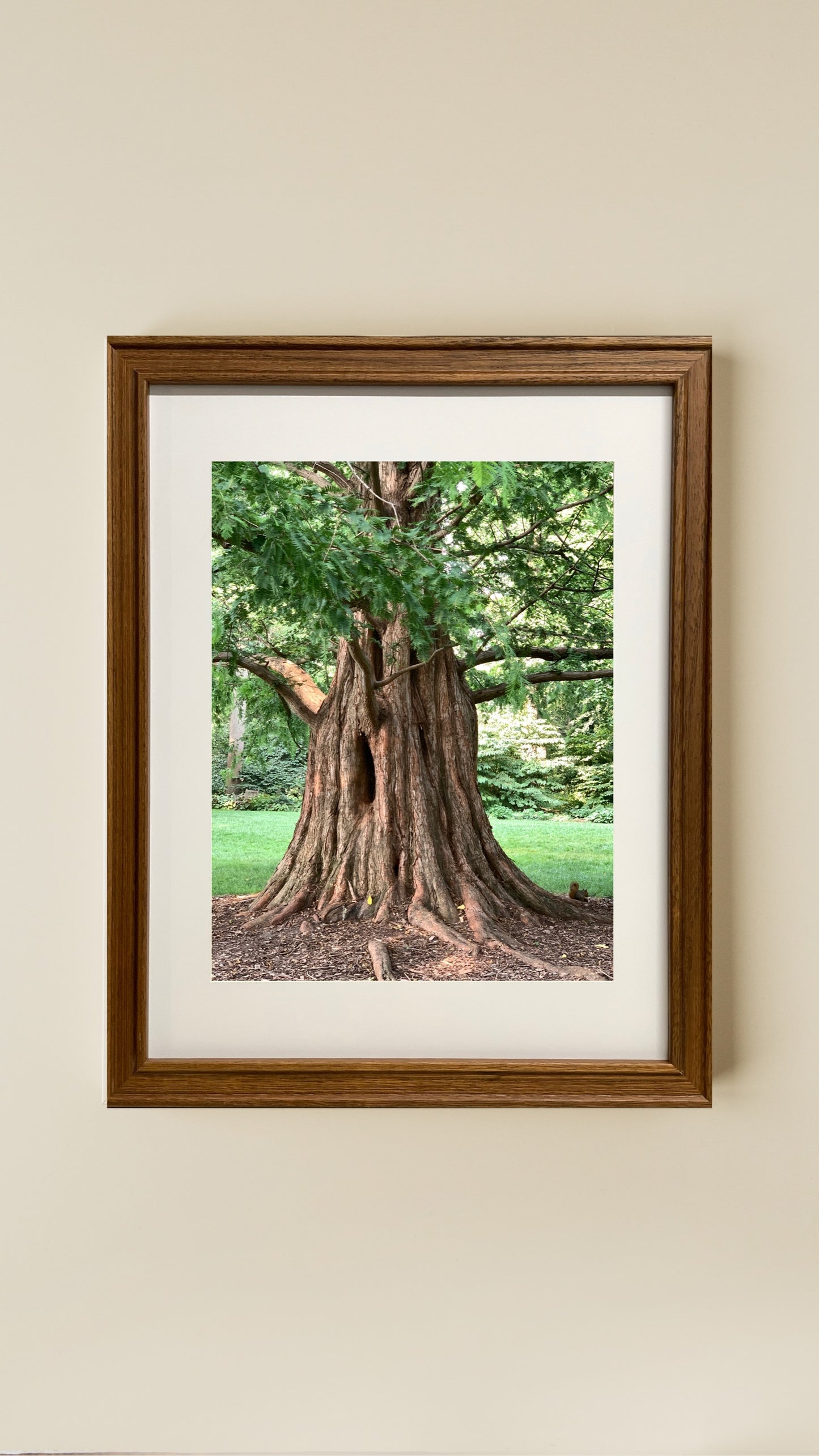 Tree Trunk - Print