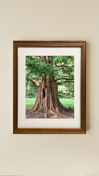 Tree Trunk - Print