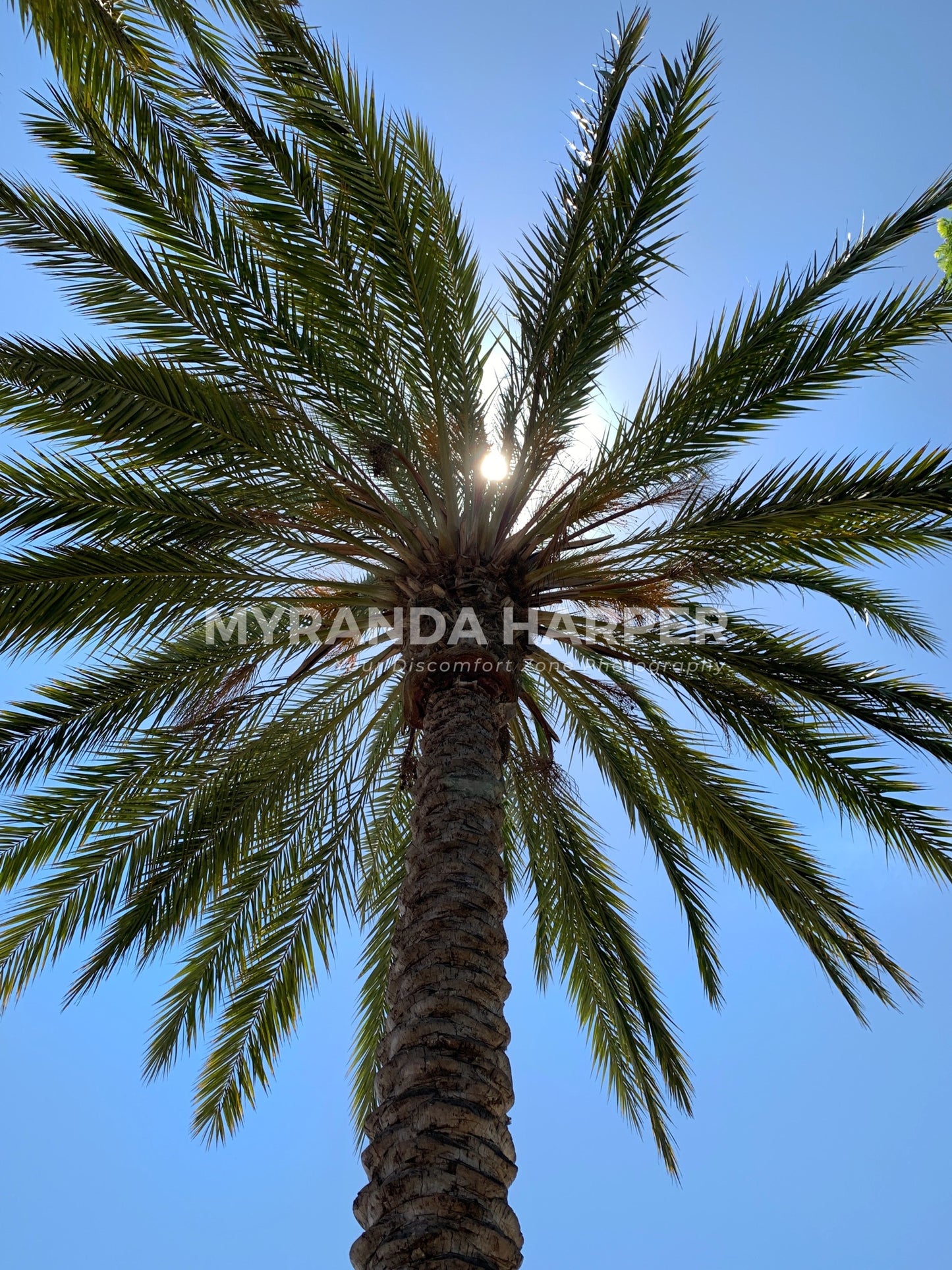 Palm Tree - Print