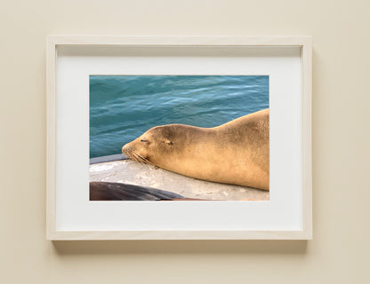 Sea Lion - Print
