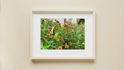 Butterfly - Print