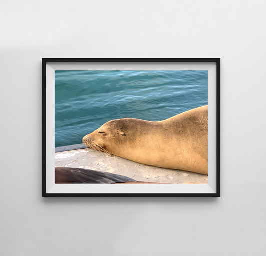 Sea Lion - Print