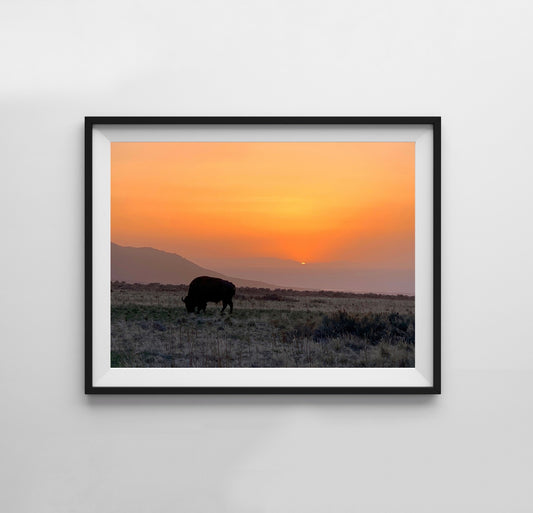 Buffalo - Print