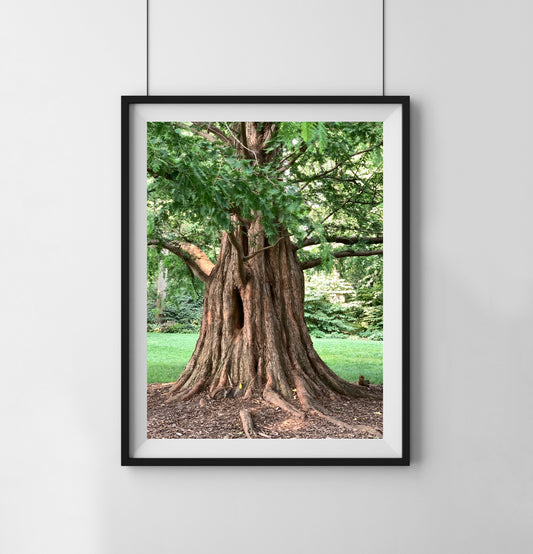 Tree Trunk - Print