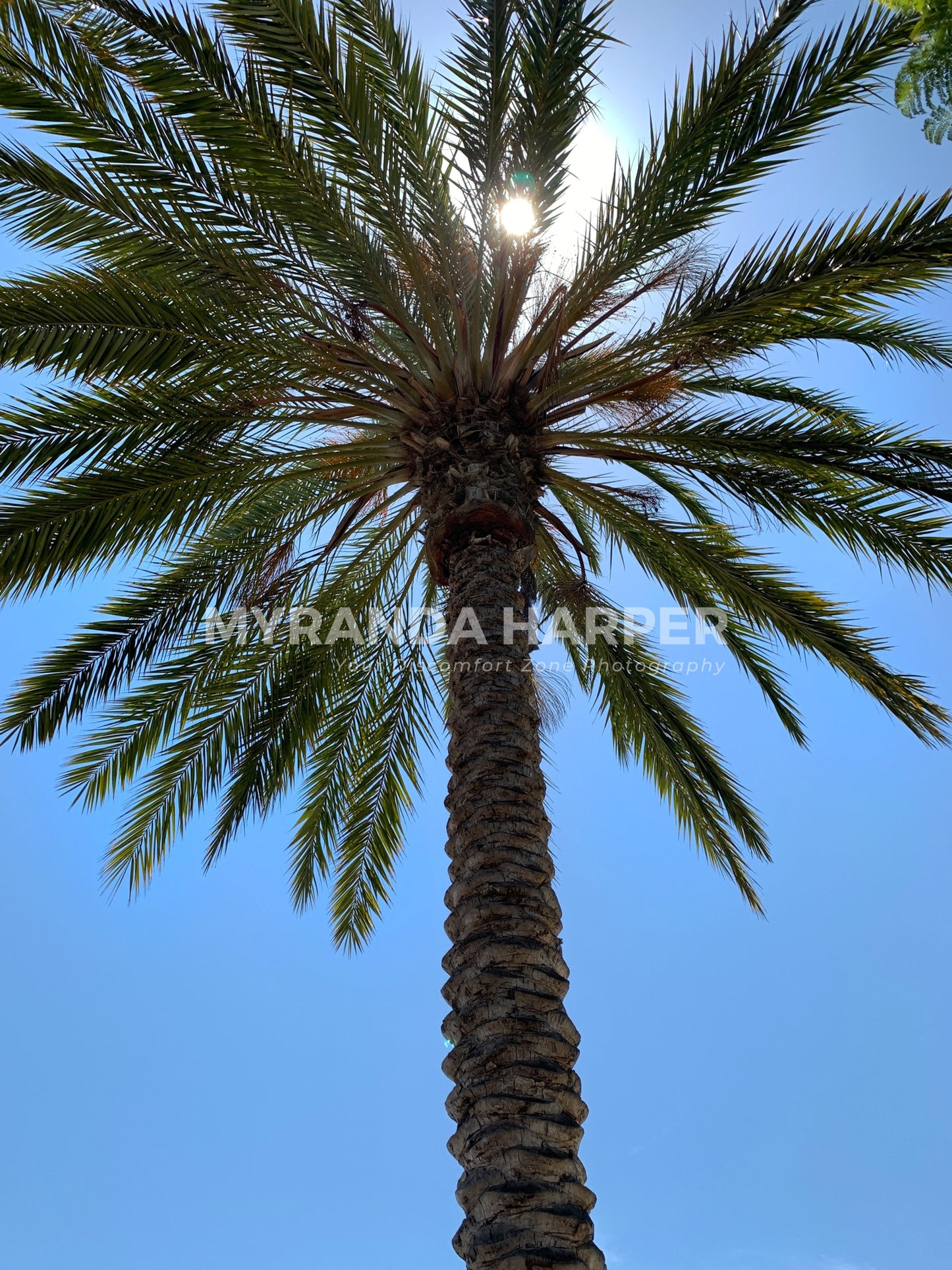 Palm Tree - Print