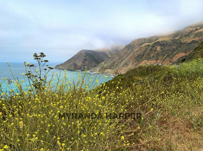 California Flowers - Print
