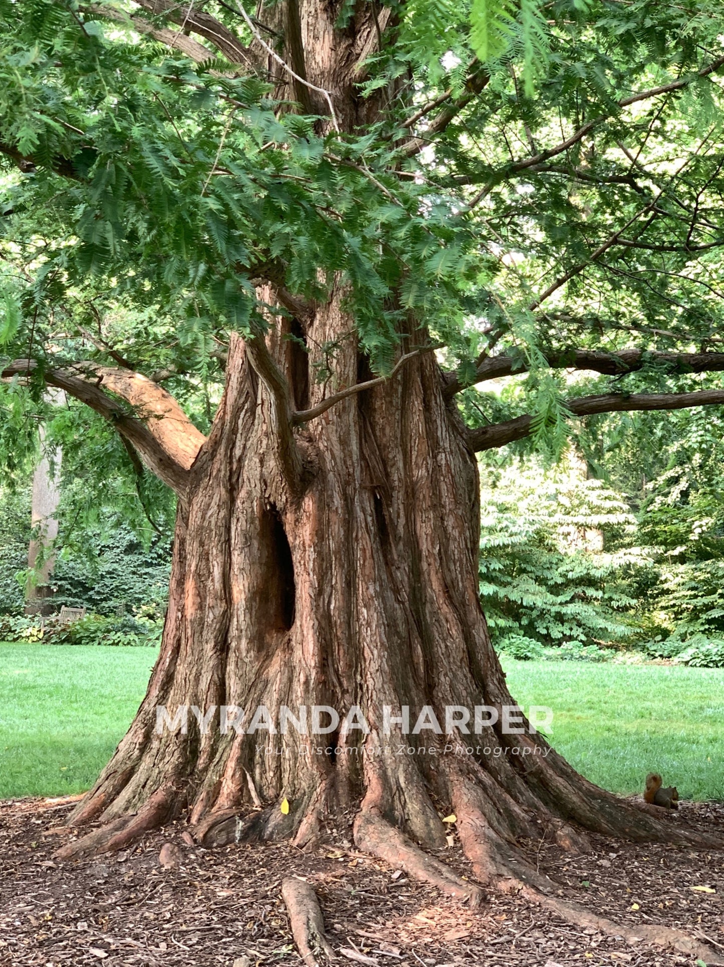 Tree Trunk - Print