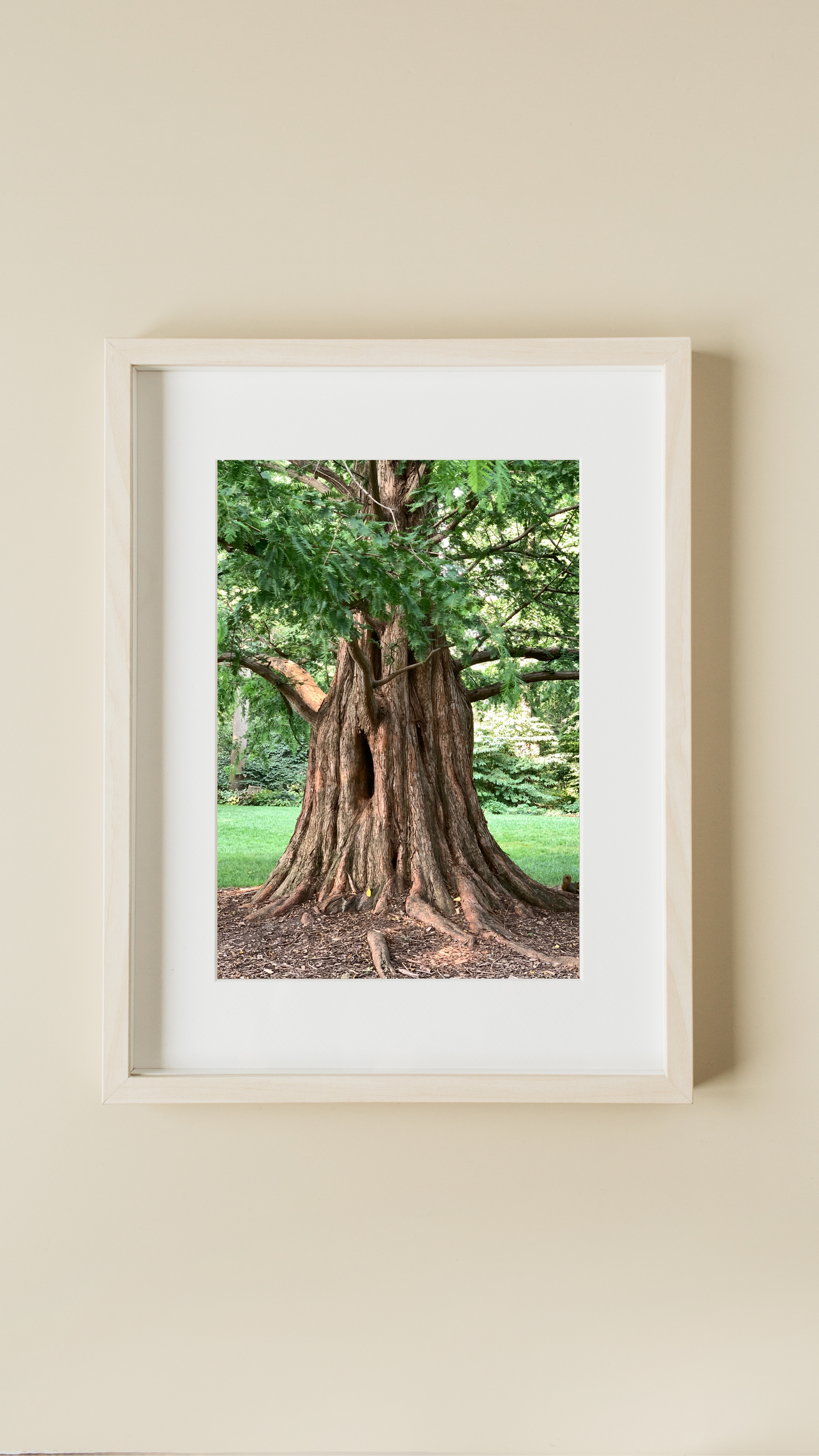 Tree Trunk - Print