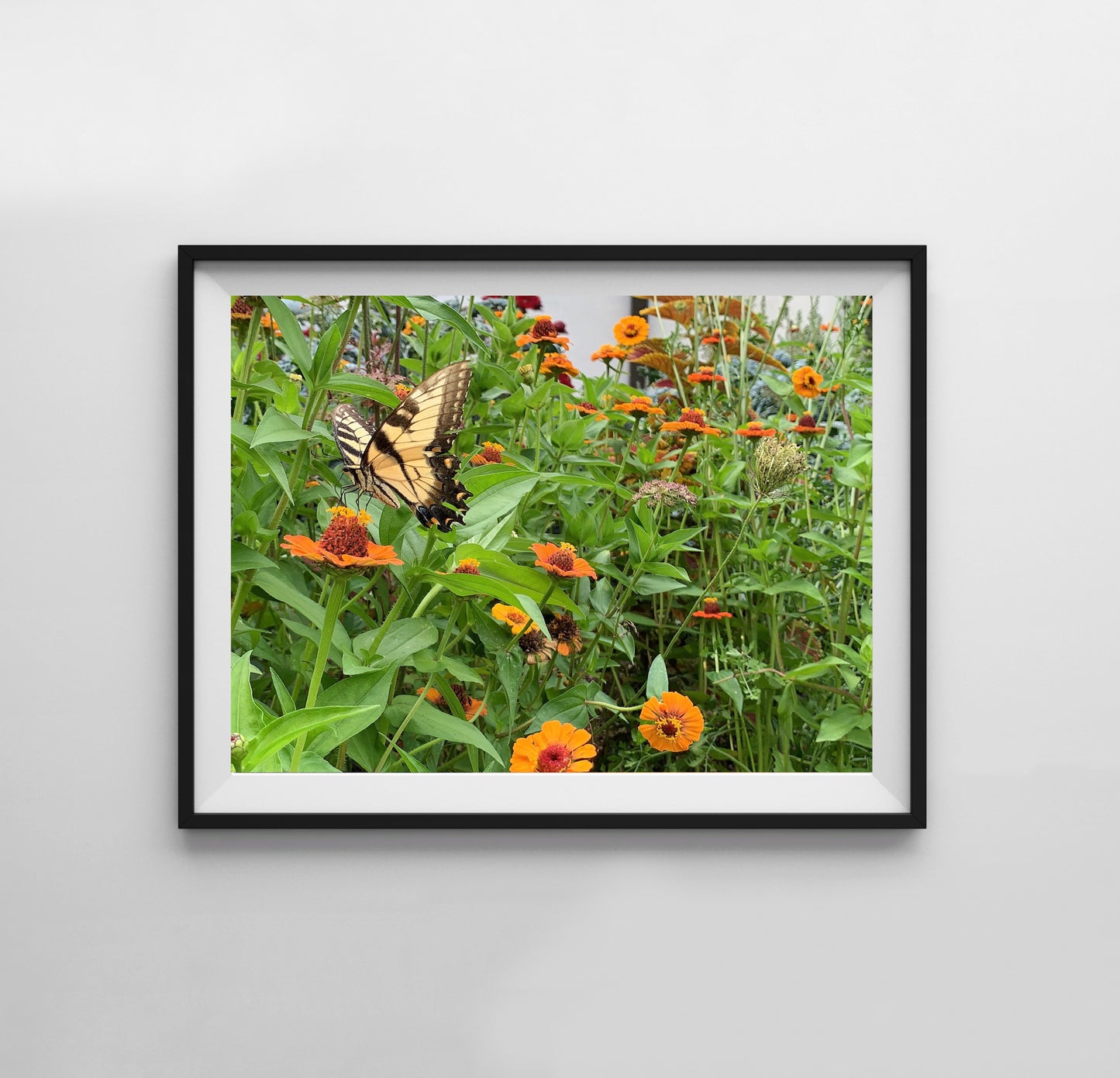 Butterfly - Print