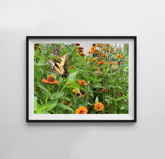 Butterfly - Print