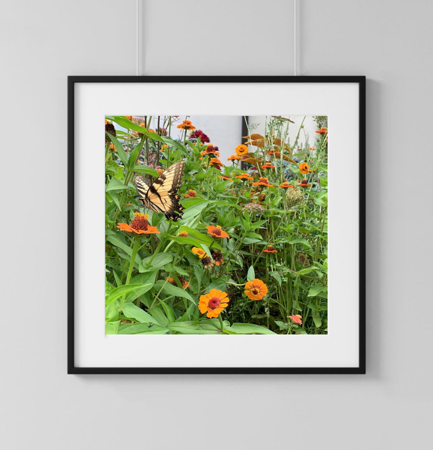 Butterfly - Print