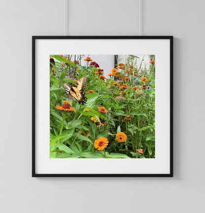 Butterfly - Print
