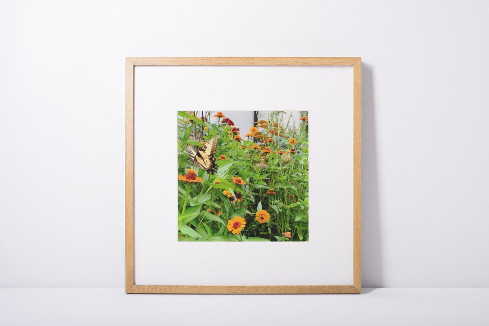 Butterfly - Print