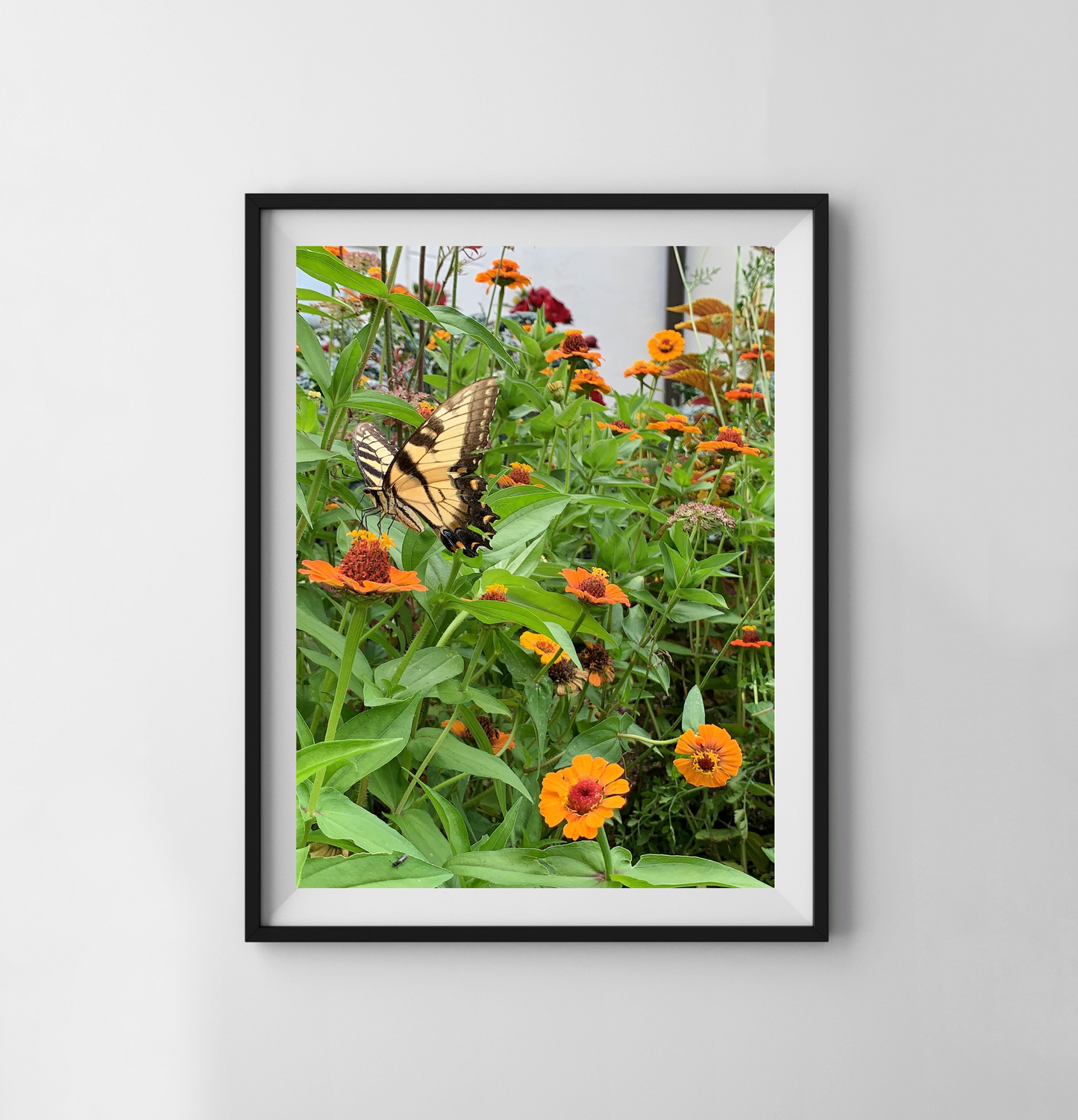 Butterfly - Print