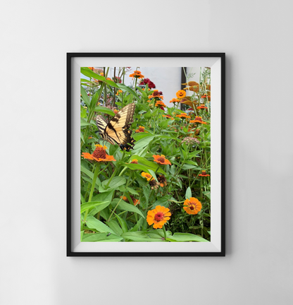 Butterfly - Print